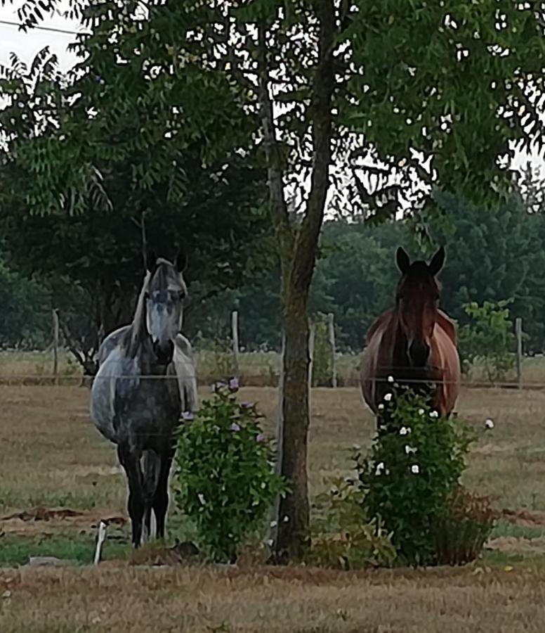 Chambre d'hôte en Vallée du Loir - Elevage des Rosiers Bazouges-sur-le-Loir Esterno foto